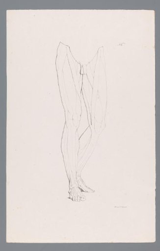 Anatomy of a Male Lower Body