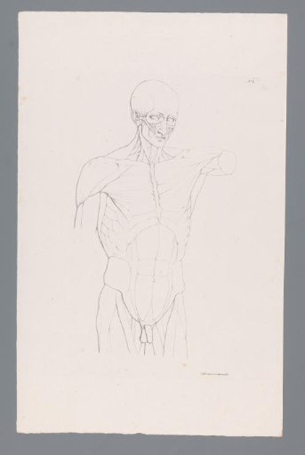 Anatomy of a Male Upper Body