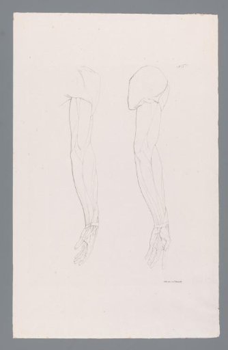 Two Anatomies of an Arm