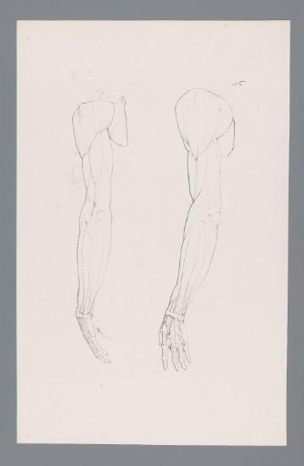 Two Anatomies of an Arm