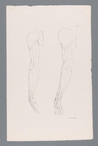 Two Anatomies of an Arm