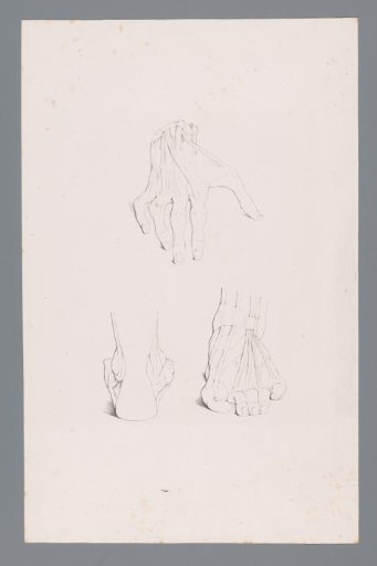 Three Anatomies of a Hand and Foot