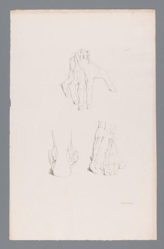 Three Anatomies of a Hand and Foot