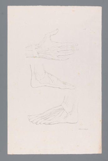 Three Anatomies of a Hand and Foot