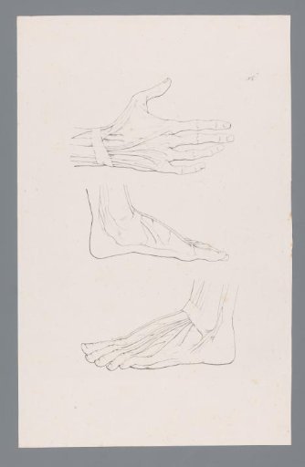 Three Anatomies of a Hand and Foot