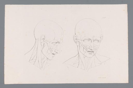 Two Anatomies of a Head