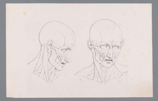 Two Anatomies of a Head