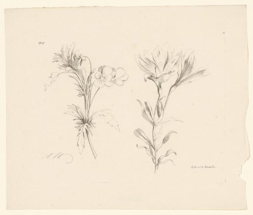 Two flowers