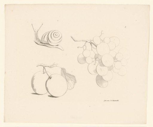 Grapes, snail and apples