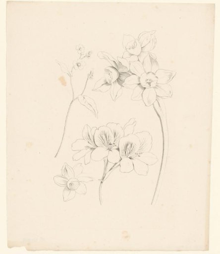 Daffodils and other flowers