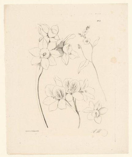 Daffodils and other flowers