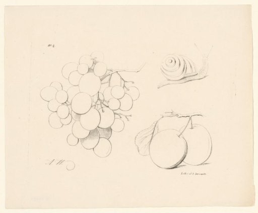 Grapes, snail and apples