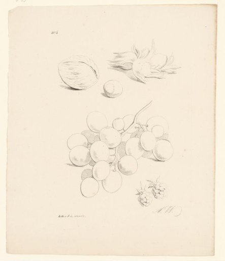 Walnuts, hazelnuts, grapes, and blackberries