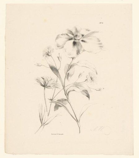 Various flowers