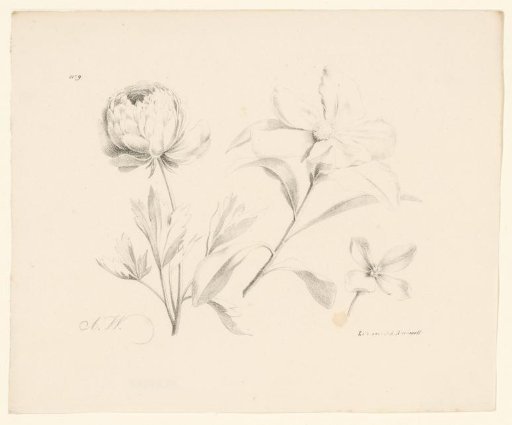 Three flowers