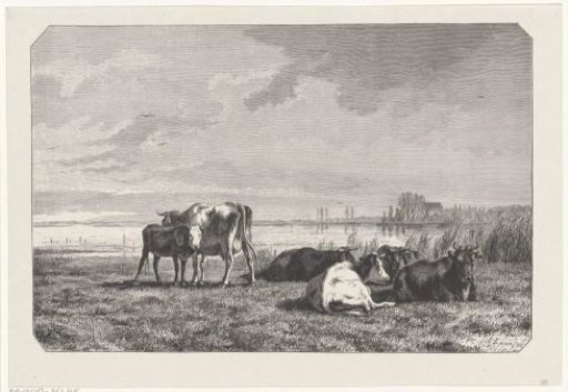 Cows in a meadow by the water