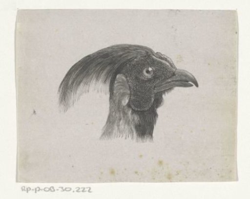 Bird's head (possibly a pheasant)