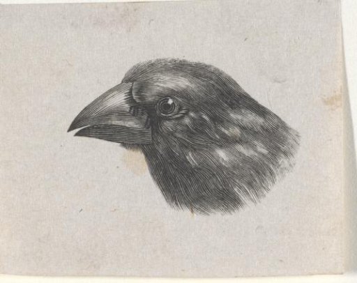 Bird's head (possibly a greenfinch or a siskin)