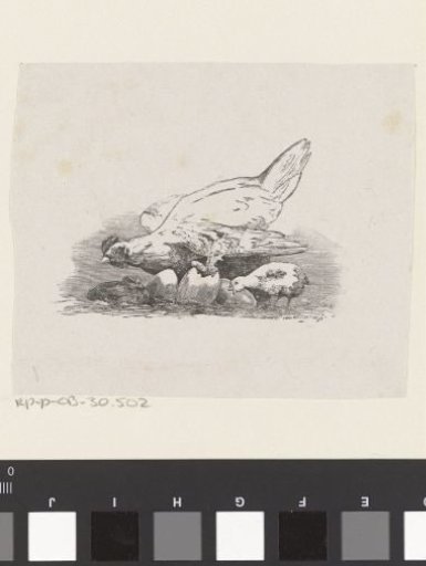 Hen with Chicks and Hatching Eggs