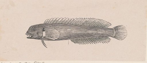 Wolf-fish