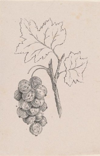 Blighted Bunch of Grapes