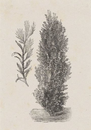 Tree and a Loose Branch