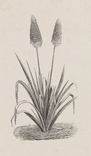 Plant with Two Flowers