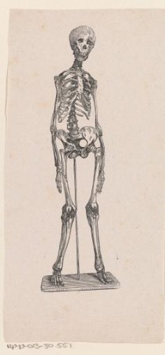 Human skeleton