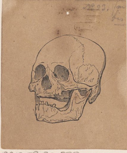 Human skull