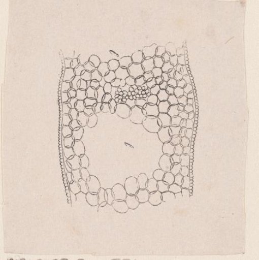 Part of the human body with a deformity