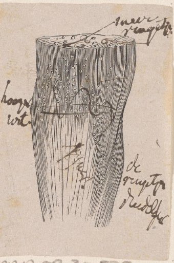 Part of the human body with a deformity