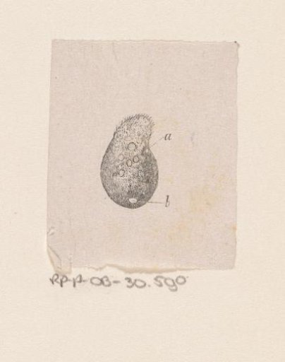 Part of the human body with a deformity