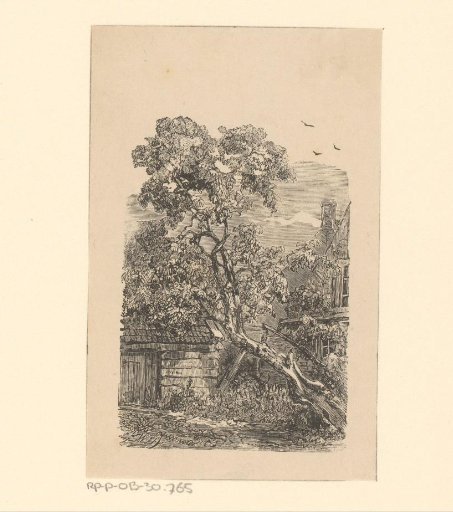 Tree next to a house