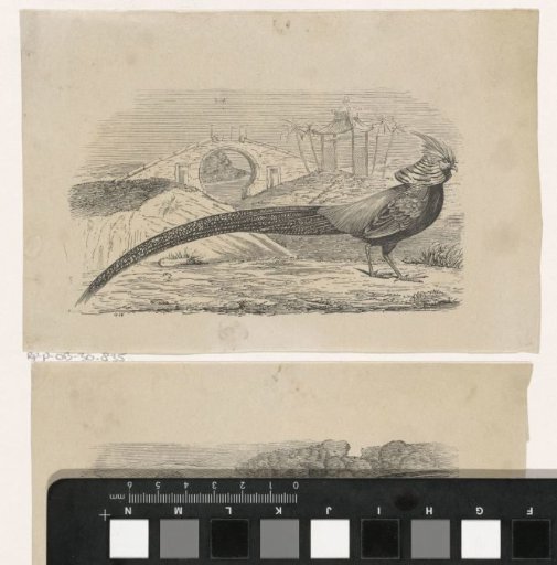 Golden Pheasant in an Asian River Landscape with a Bridge