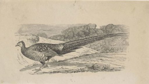 Pheasant in a hilly landscape