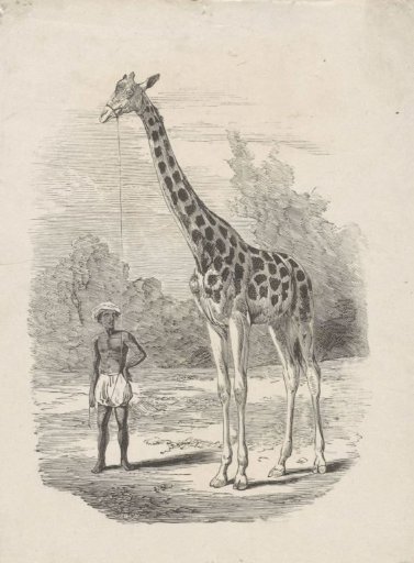 Black man with a turban and puffed breeches holding a giraffe on a leash