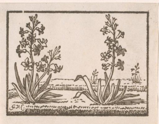 Two Hyacinths