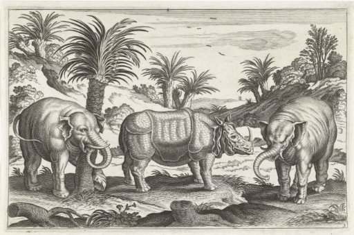 Elephants and rhinoceros