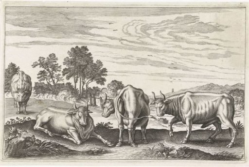 Cattle