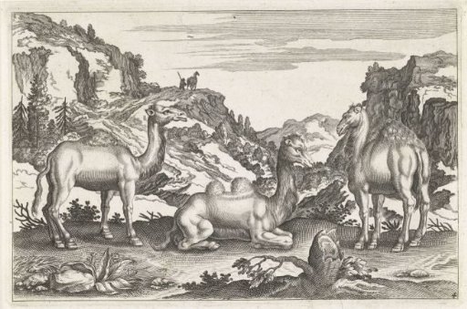 Dromedaries and a camel