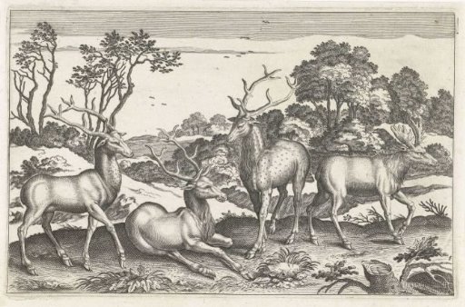 Deer