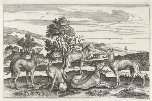 Hunting dogs