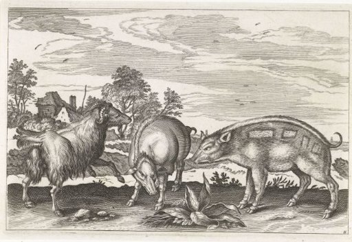 Goat and pigs