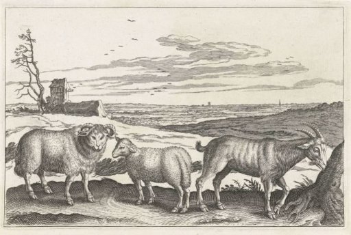 Buck and sheep