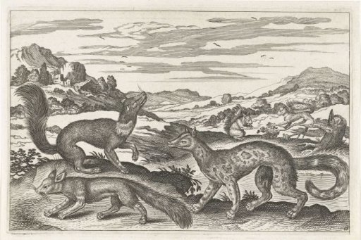 Martens, squirrels and a fox