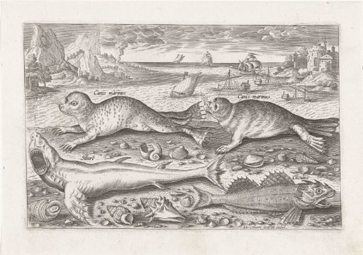 Two Seals and Two Fish on the Beach