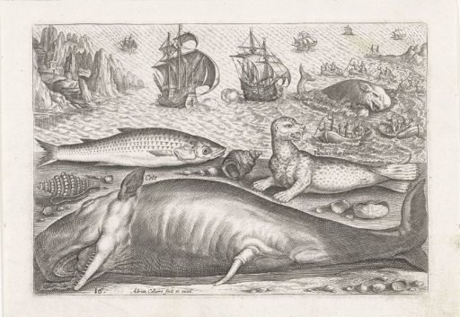 A seal, a sea lion and a whale on the beach