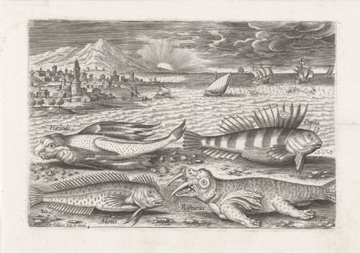 Some fish and a walrus on the beach