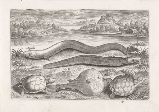 Some turtles and fish on a shore
