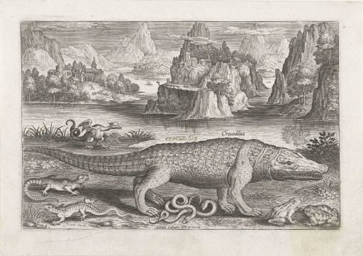 Some reptiles and amphibians on a shore